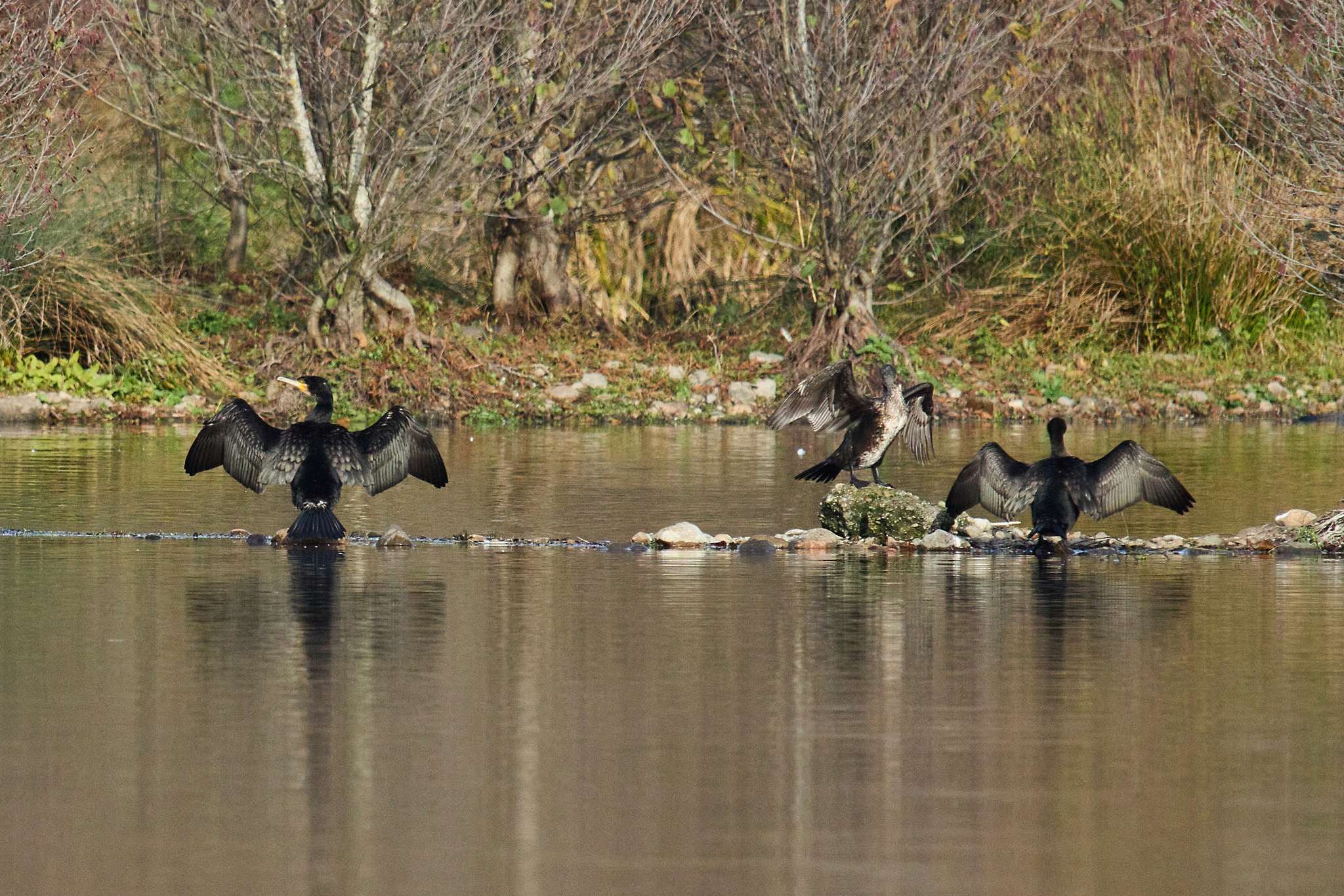 2819DEAC CB5A 46B6 8C2D 1C1C4ECC4477