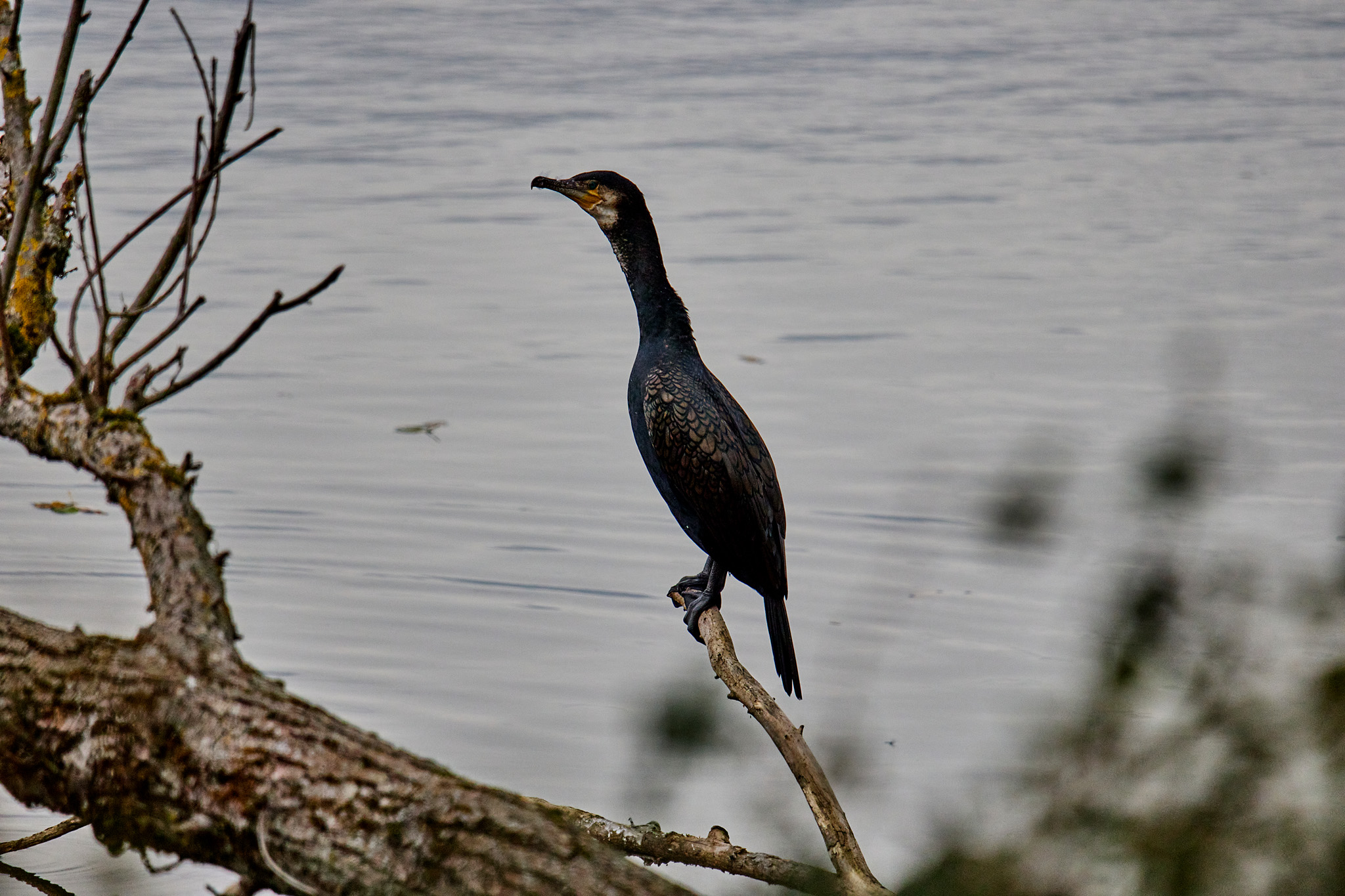 D8F71682 7018 42CF 8E77 C7DE5E5C71AE