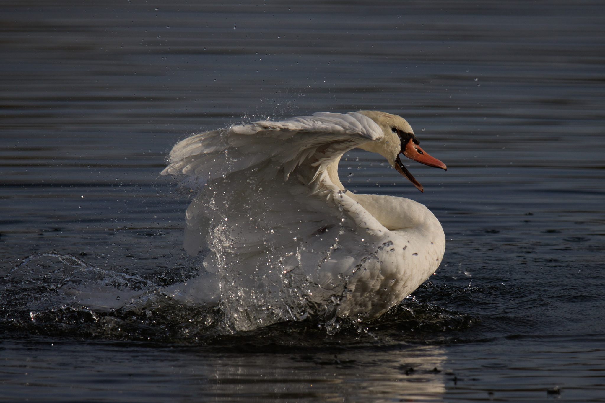 1067B5B3 D378 4052 95F7 D24E526C3457