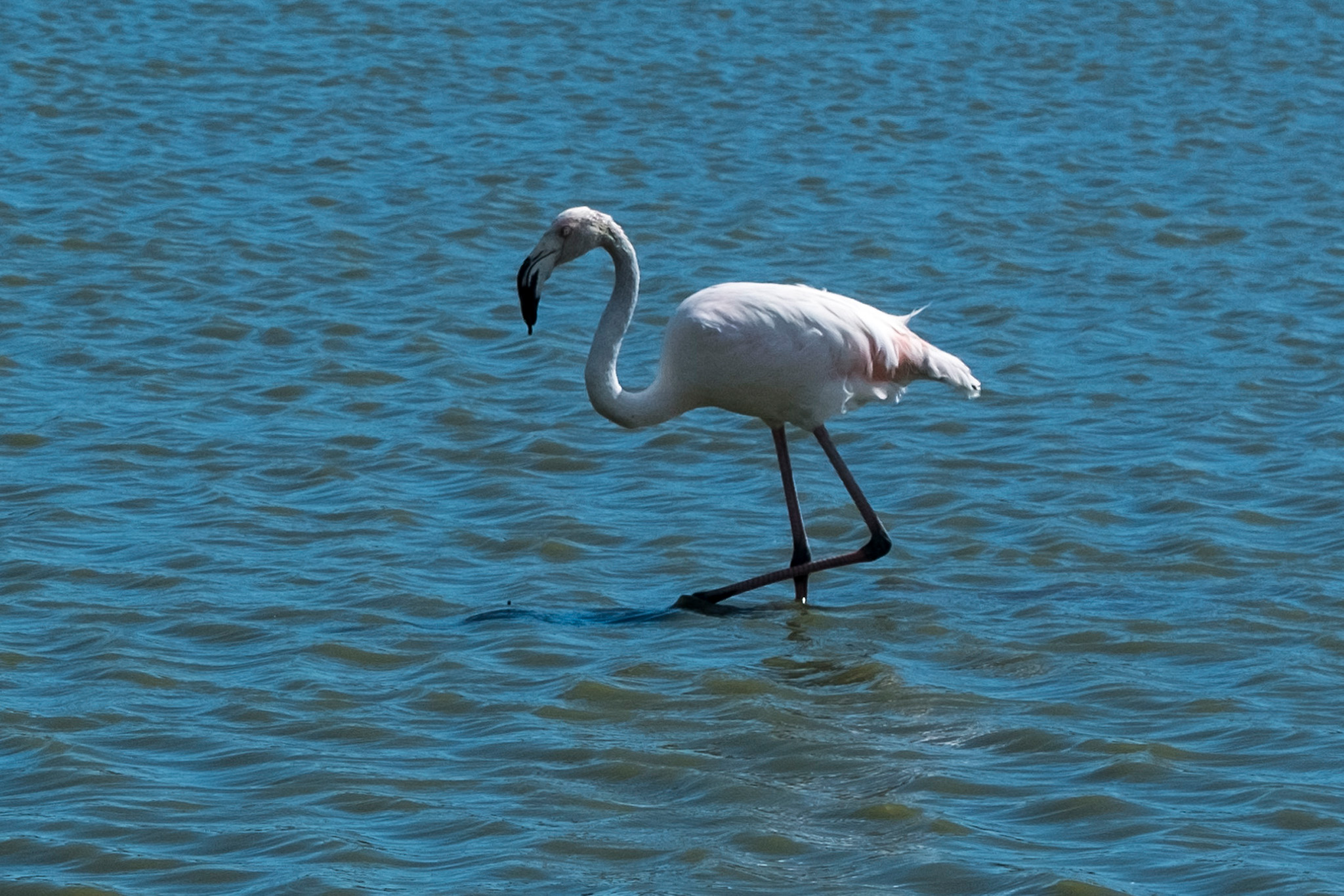 Flamant