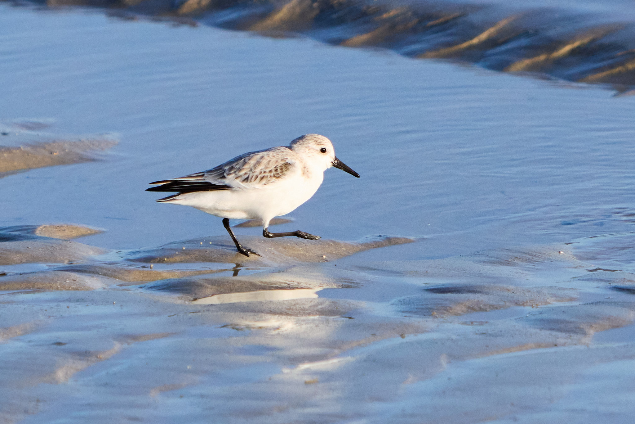 Oiseau Marin