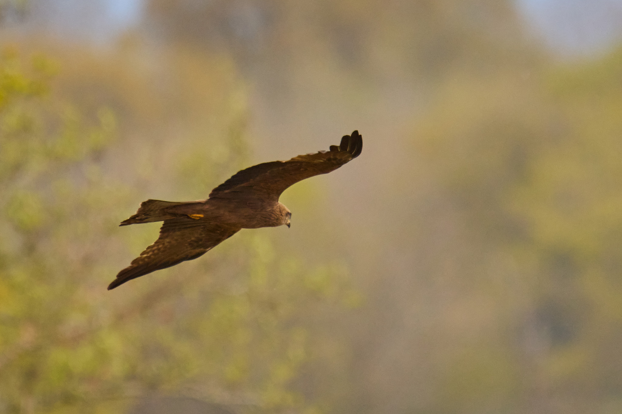 Rapace
