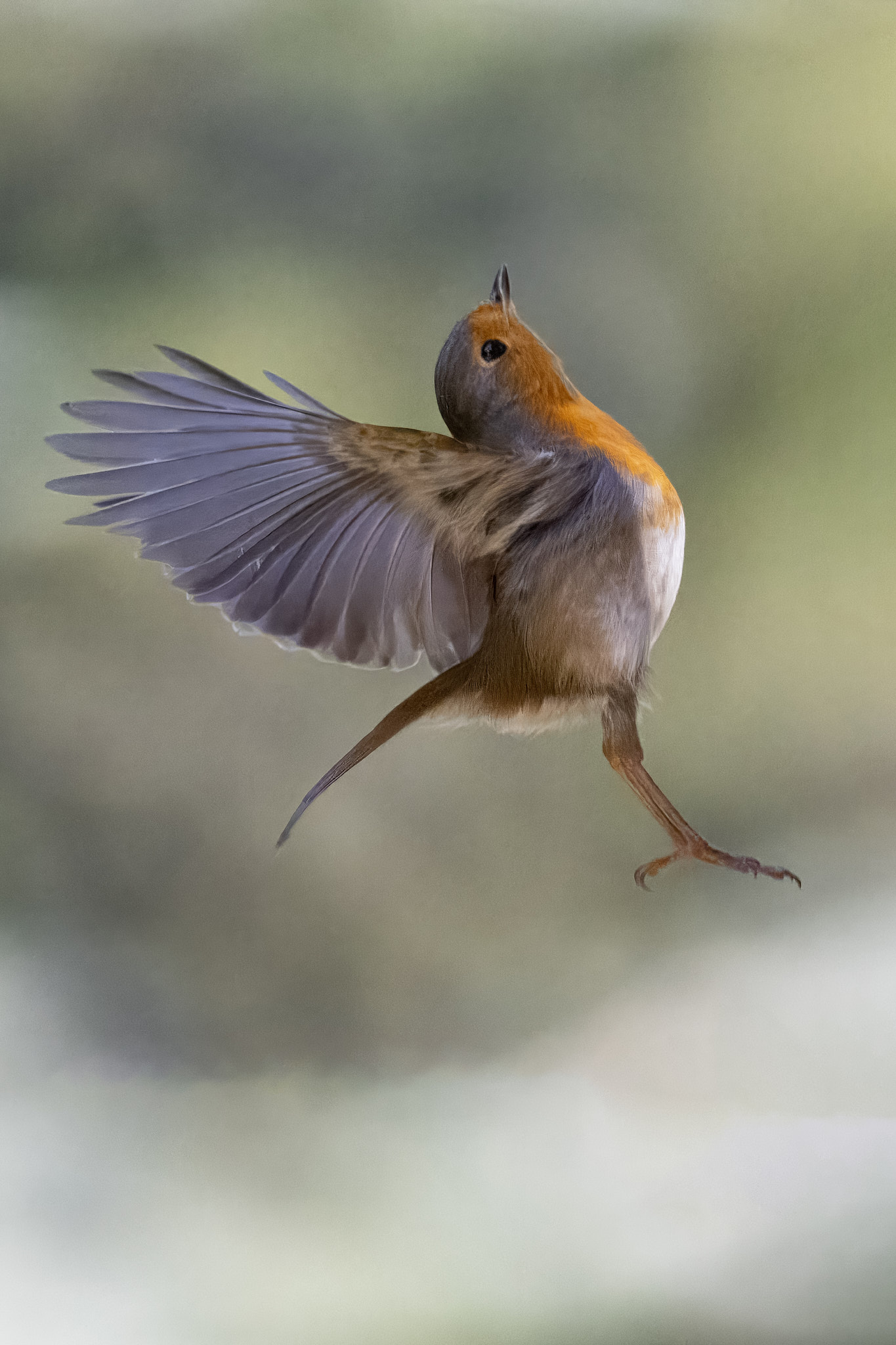 Rouge Gorge