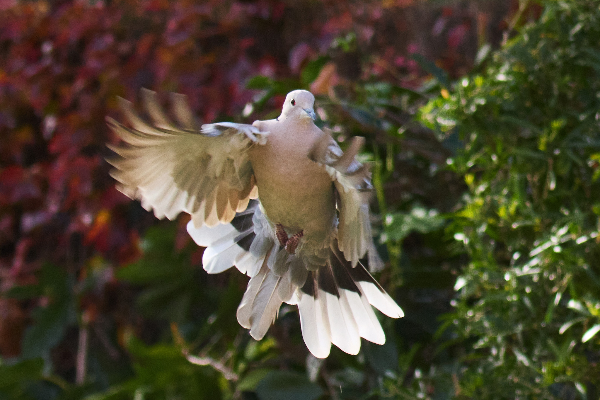 1C3955A8 4AFE 4B54 B943 307F0D1B2959