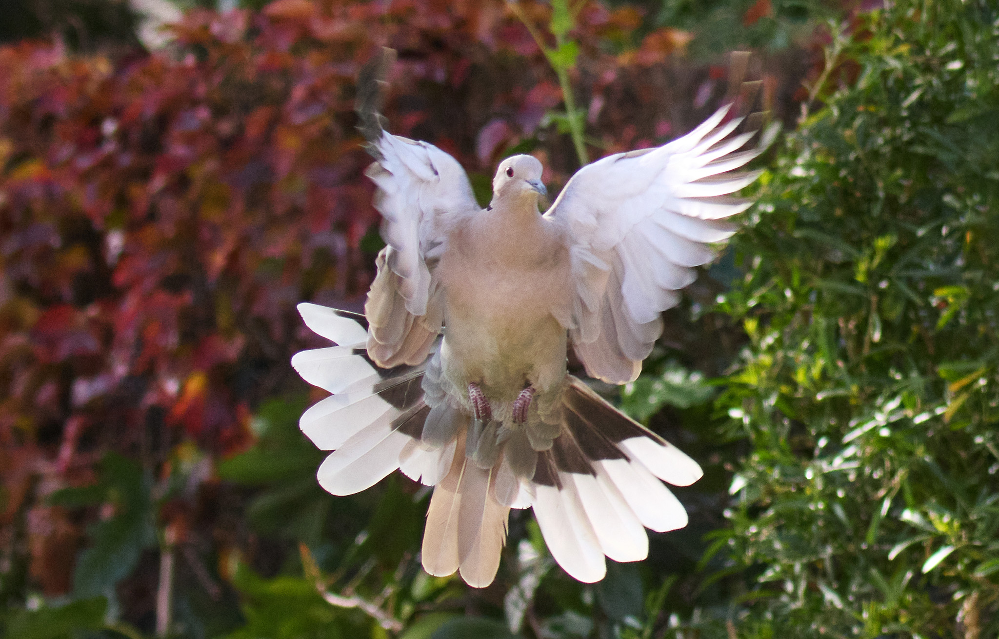 85A0F351 1DEF 4693 9889 719AD29AAD83